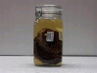 藏品(豹紋裸胸鯙)的圖片